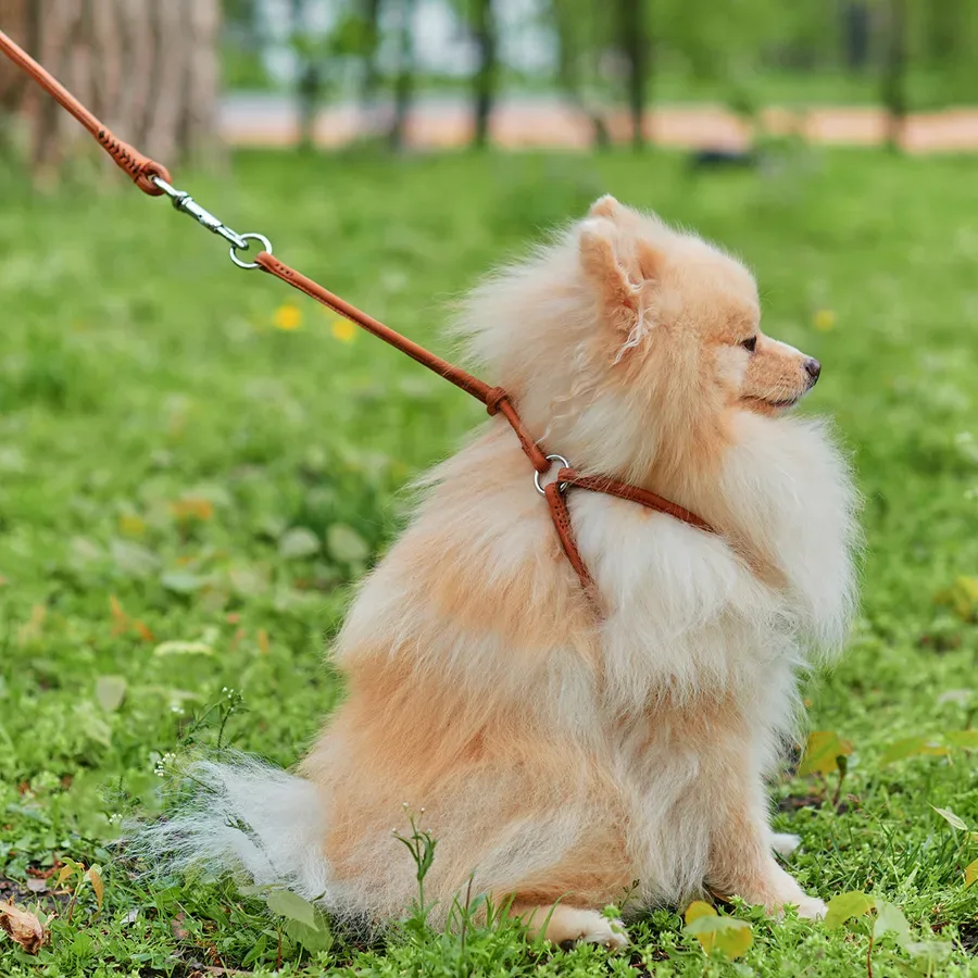 Шлея з повідцем для собак шкіряна, кругла, XS, коричневий WAUDOG Soft Harness with Leash