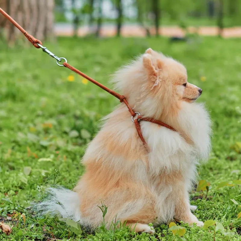 Шлея з повідцем для собак шкіряна, кругла, XS, коричневий WAUDOG Soft Harness with Leash