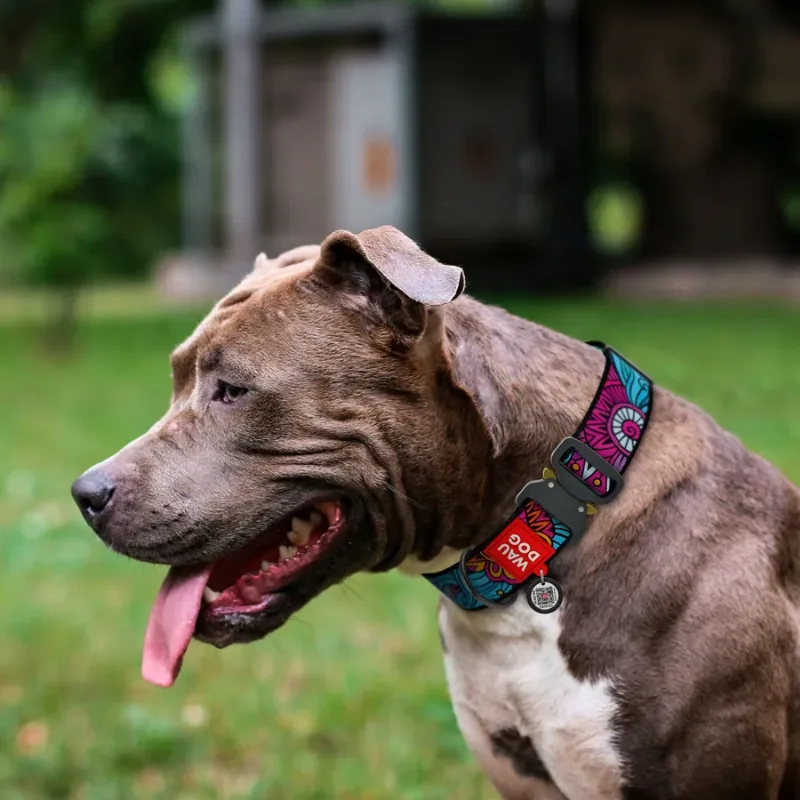 Ошейник для собак нейлоновый «Лето», металлическая пряжка, XXL WAUDOG Nylon Collar Summer