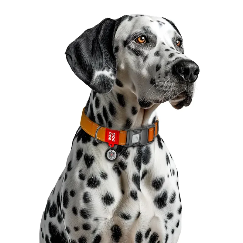 Нашийник для собак нейлоновий, світловідбивний, XL, помаранчевий WAUDOG Nylon Mono Collar