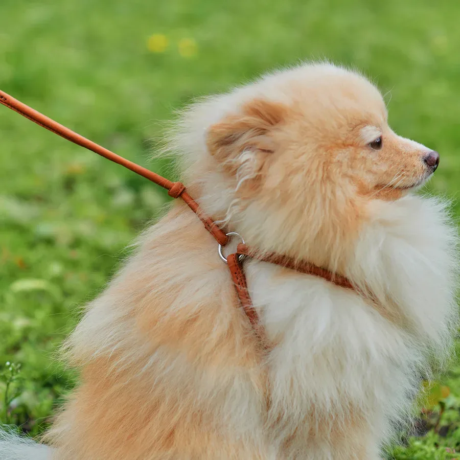 Шлея з повідцем для собак шкіряна, кругла, XS, коричневий WAUDOG Soft Harness with Leash