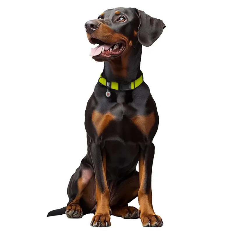 Ошейник для собак водостойкий, XL, лимонный WAUDOG Magnet Collar