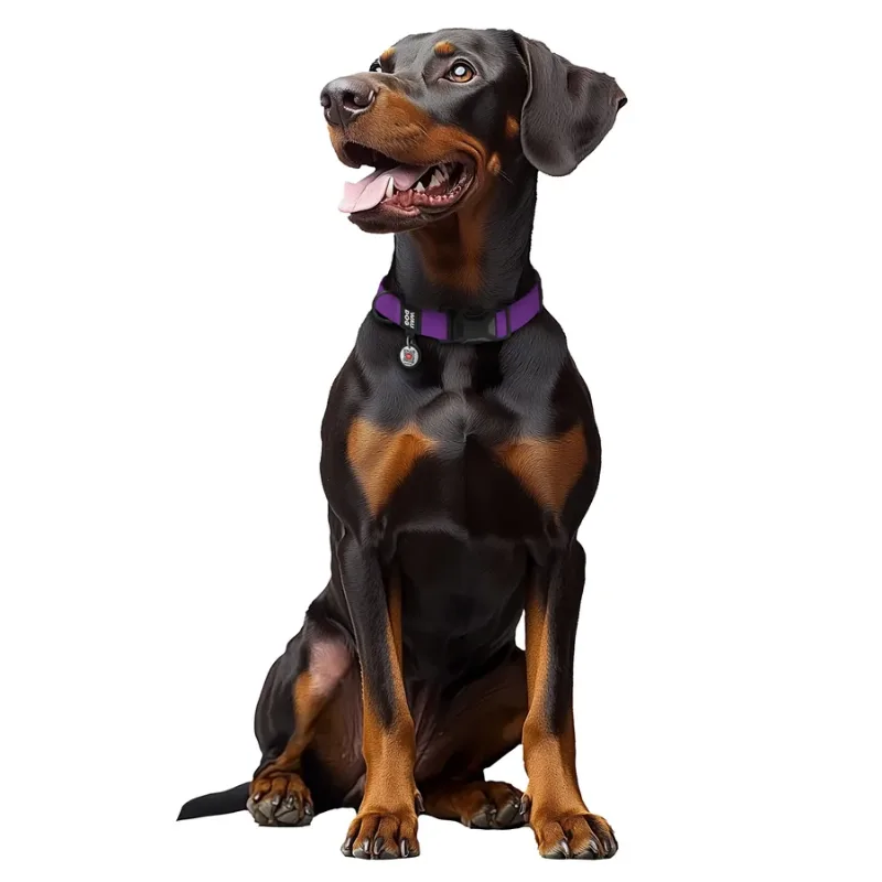 Ошейник для собак водостойкий, L, фиолетовый WAUDOG Magnet Collar
