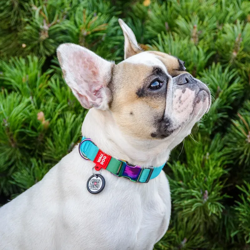 Нашийник для собак з нейлону, градієнт, M, блакитний WAUDOG Nylon Recycled Collar