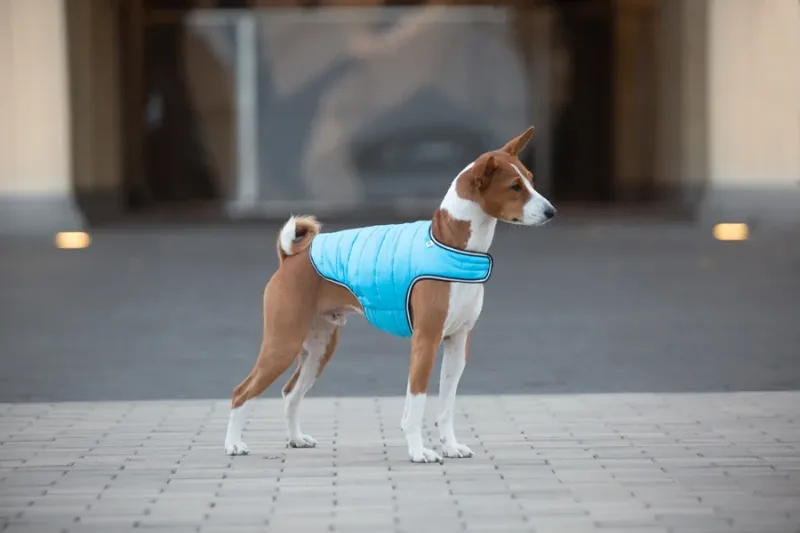 Курточка-накидка для собак, S, блакитний AiryVest Dog Cape Jacket