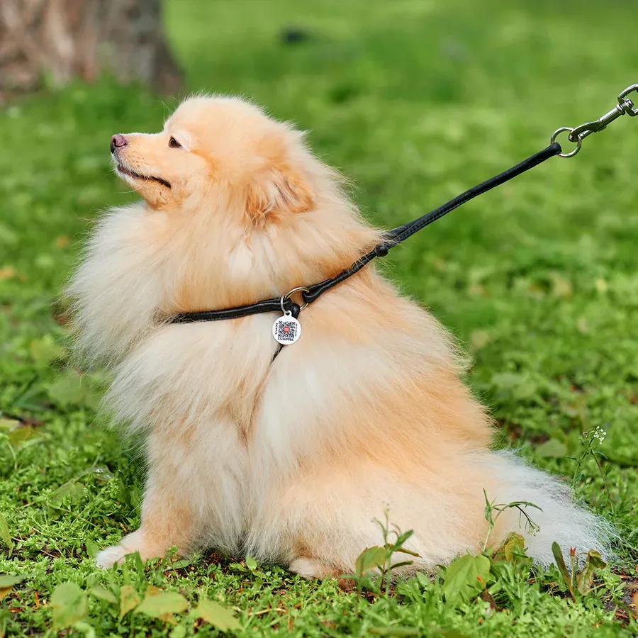 Шлея з повідцем для собак шкіряна, кругла, XS, чорний WAUDOG Soft Harness with Leash