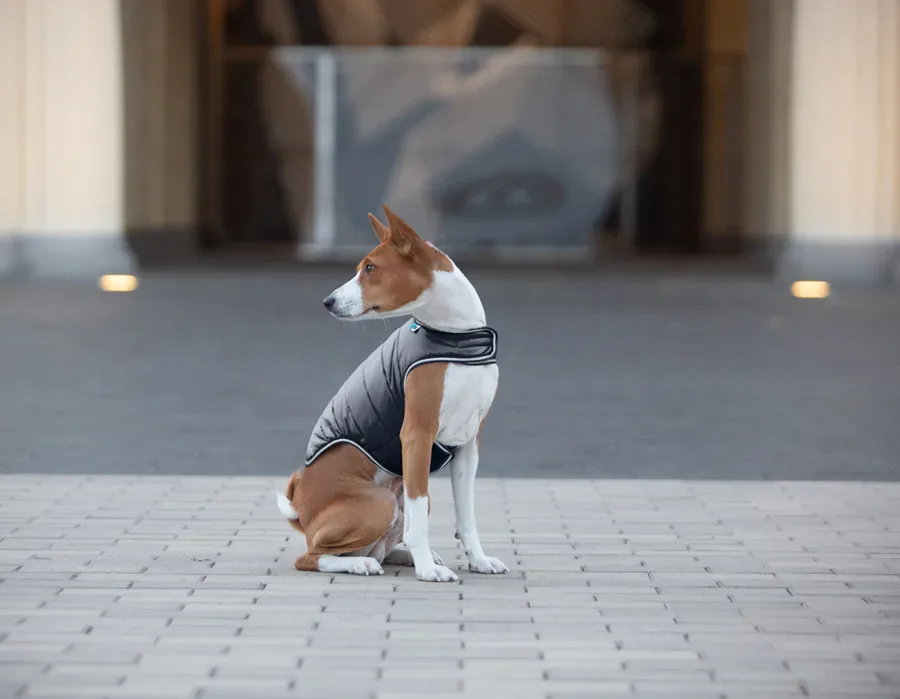 Курточка-накидка для собак, S, черный AiryVest Dog Cape Jacket