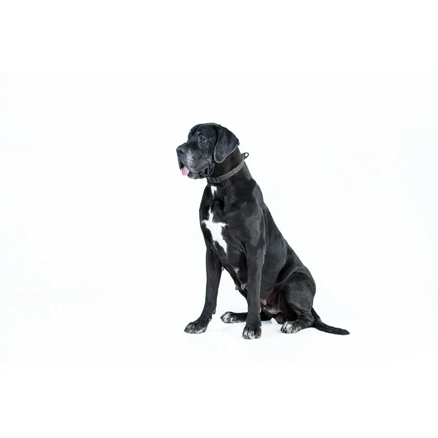Нашийник, регульований, універсальний, S-XL, чорний EVOLUTOR Collar