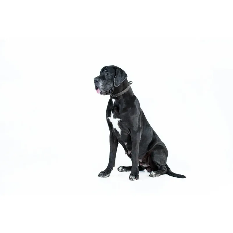 Нашийник, регульований, універсальний, S-XL, чорний EVOLUTOR Collar