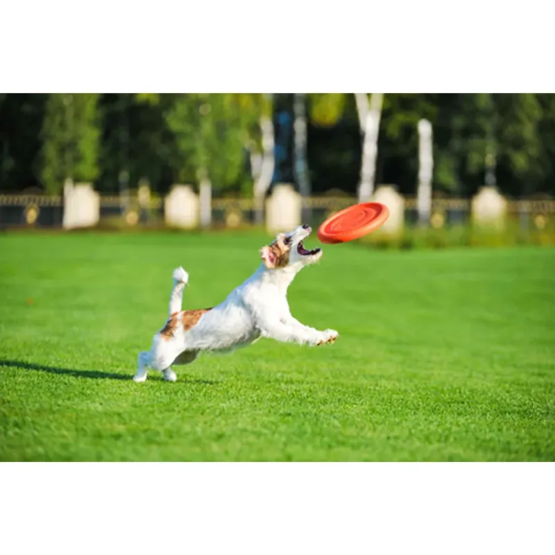 Ігрова тарілка для апортировки, рожевий PitchDog Flying Disc