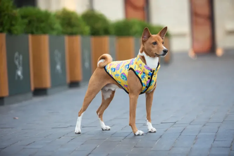 Курточка для собак «Рік та Морті 3», L65 WAUDOG Clothes Dog Jacket Rick and Morty 3