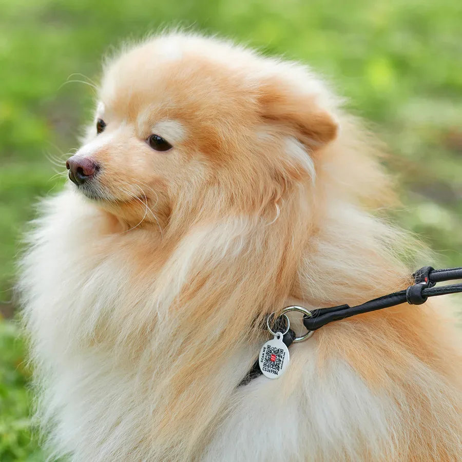 Шлея з повідцем для собак шкіряна, кругла, XS, чорний WAUDOG Soft Harness with Leash