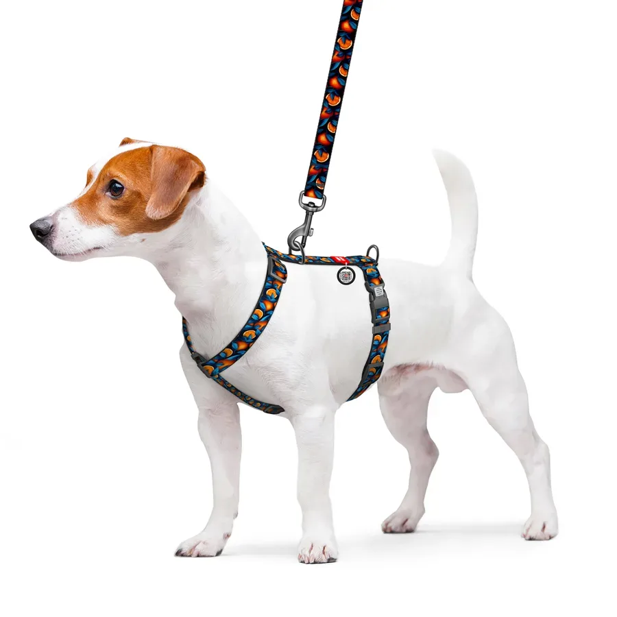 Шлея для собак анатомічна H-подібна «Апельсини», M WAUDOG Nylon Anatomic Harness Oranges
