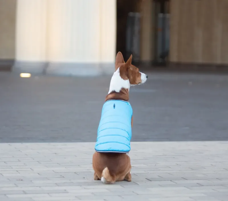 Курточка-накидка для собак, M, блакитний AiryVest Dog Cape Jacket