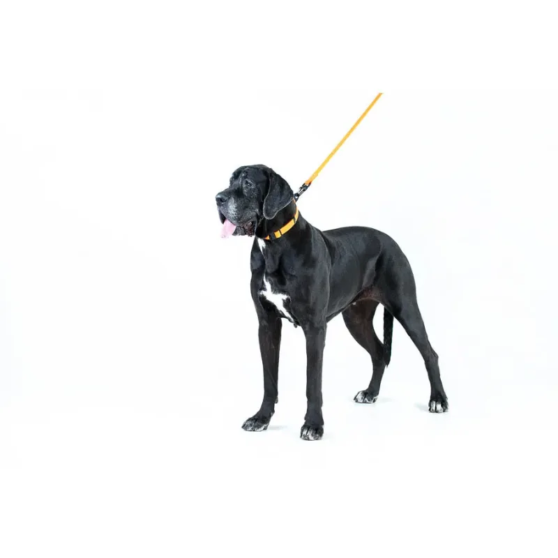 Поводок "Эволютор", XL, оранжевый EVOLUTOR Leash