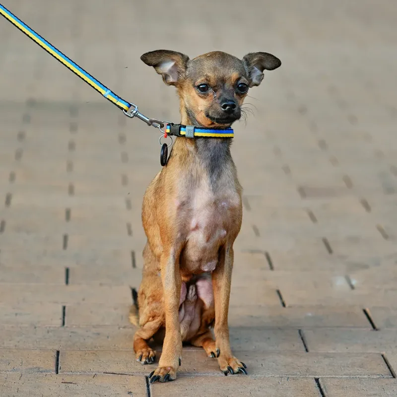 Повідець для собак нейлоновий «Colors of freedom», XS WAUDOG Nylon Leash Colors of Freedom