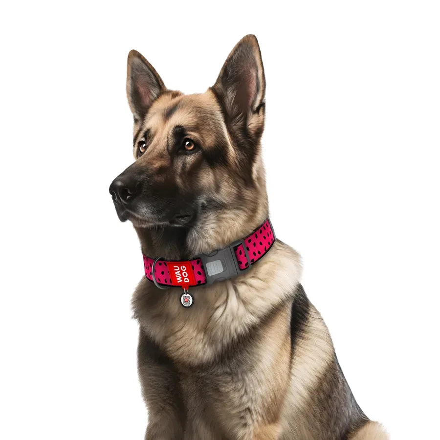 Нашийник для собак нейлоновий «Кавун», пластикова пряжка, XXL WAUDOG Nylon Collar Watermelon