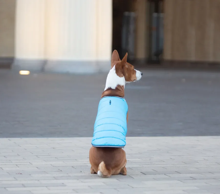 Куртка-накидка для собак, XL, блакитний AiryVest Dog Cape Jacket