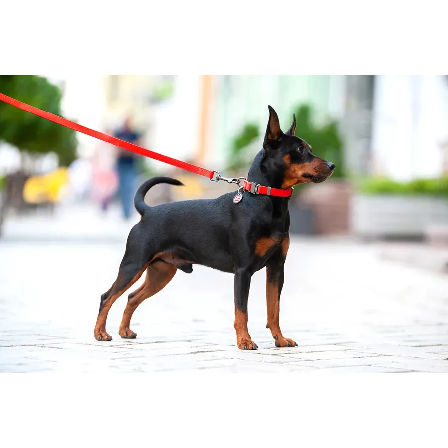 Ошейник для собак водостойкий, металлическая пряжка, M, красный WAUDOG Waterproof Collar