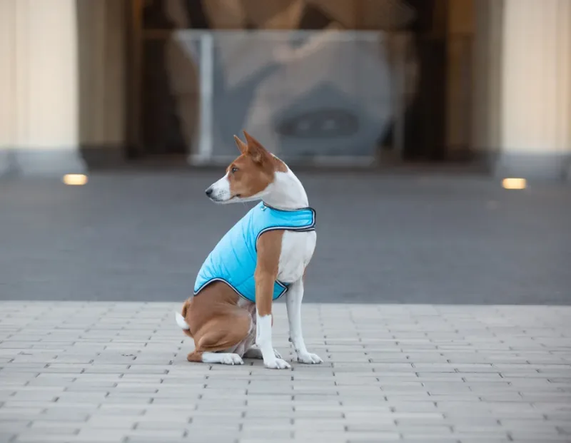 Курточка-накидка для собак, M, блакитний AiryVest Dog Cape Jacket