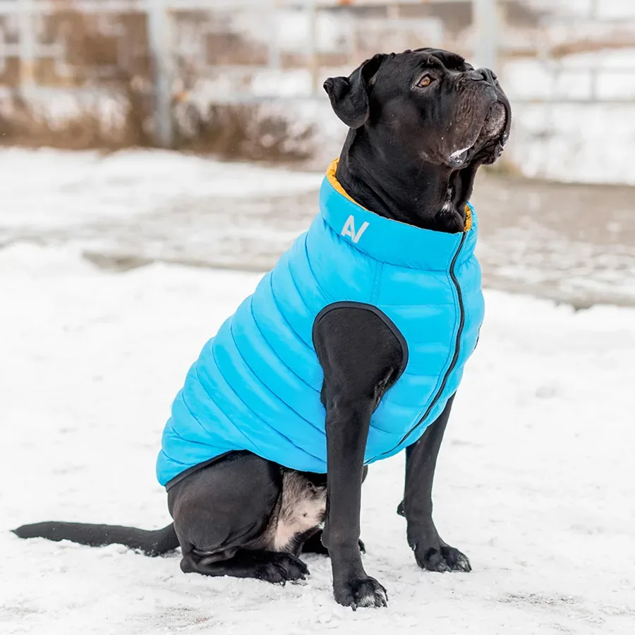 Двостороння курточка для собак, L55, жовто-блакитна AiryVest Dog Jacket