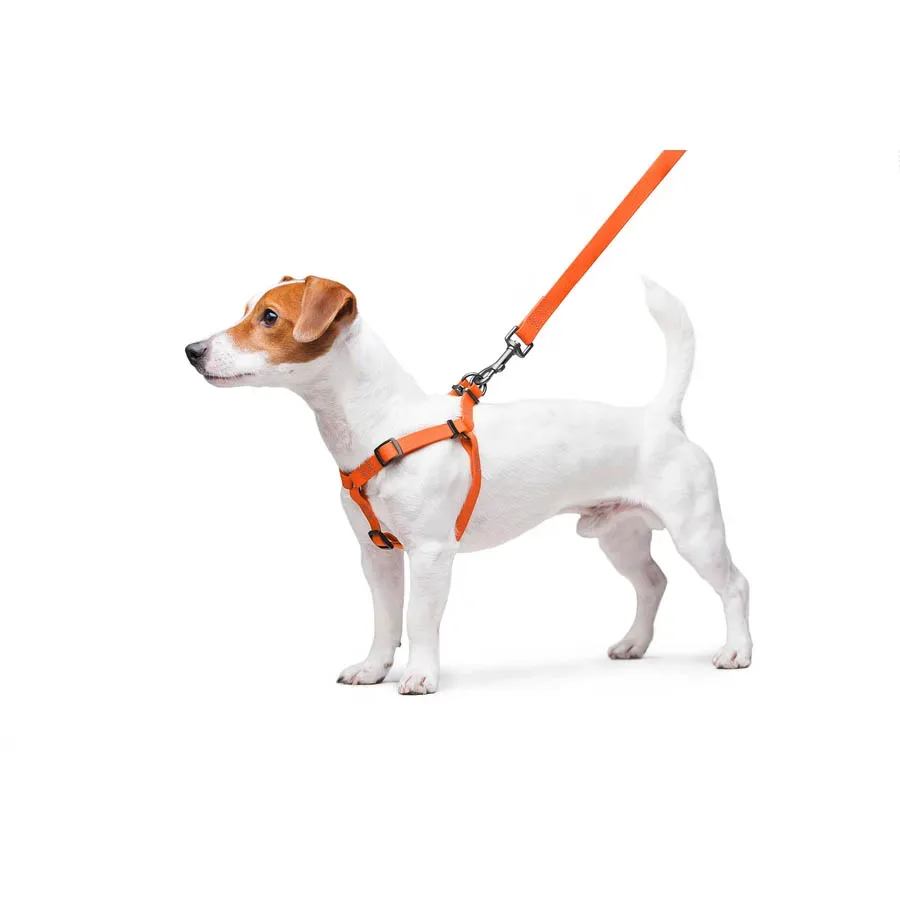 Шлея для собак водостійка, S, помаранчевий WAUDOG Waterproof Harness
