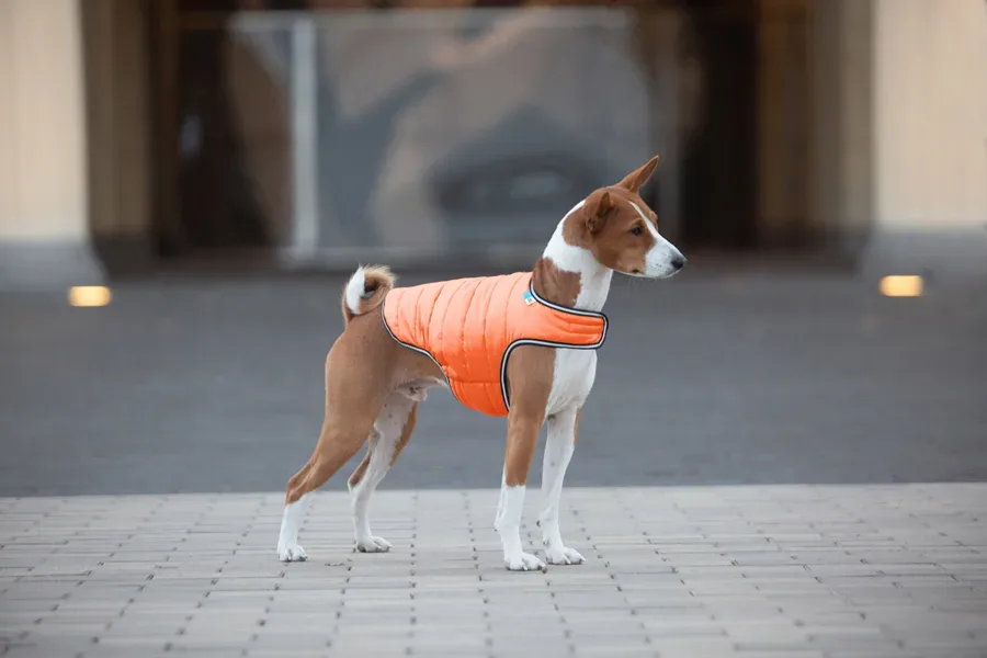 Куртка-накидка для собак, XL, помаранчевий AiryVest Dog Cape Jacket