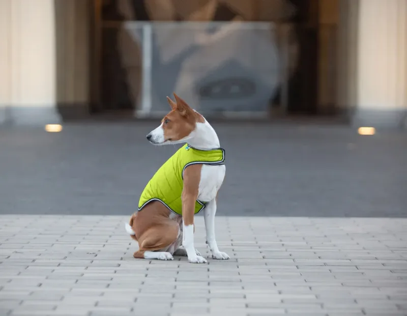 Куртка-накидка для собак, XL, салатовий AiryVest Dog Cape Jacket