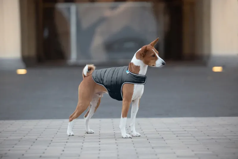 Куртка-накидка для собак, L, чорний AiryVest Dog Cape Jacket