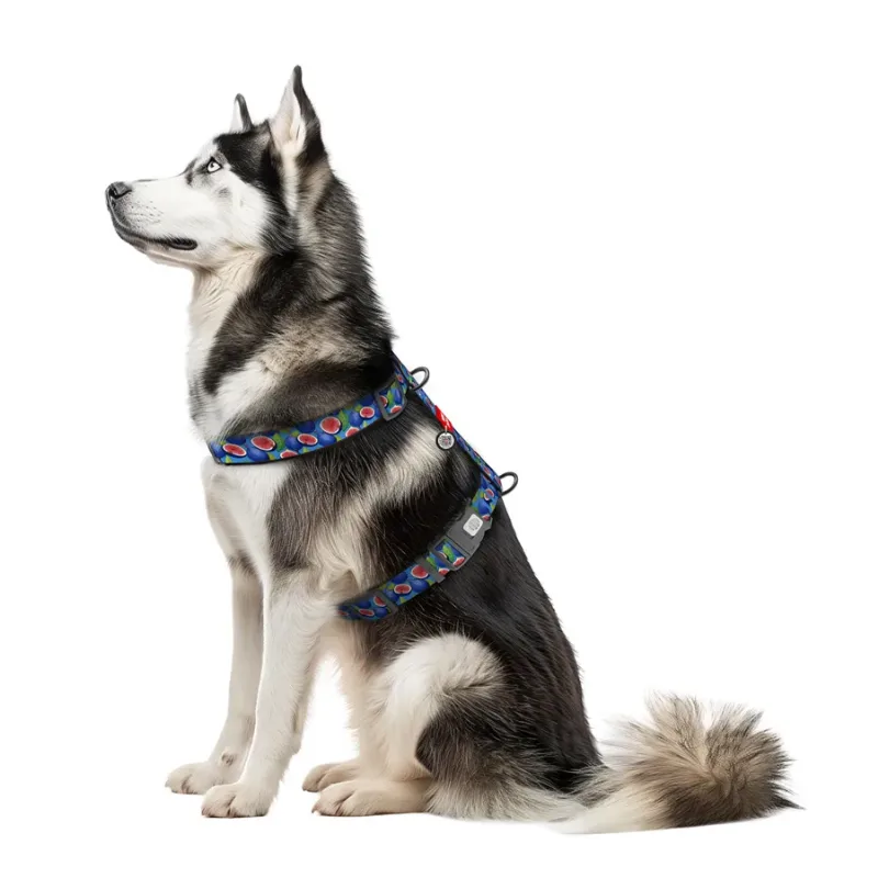 Шлея для собак анатомічна H-подібна «Інжир», XL WAUDOG Nylon Anatomic Harness Figs