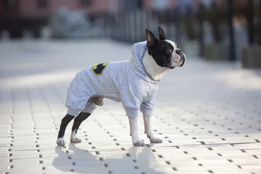 Комбинезон для собак, софтшелл «Бэтмен лого», S40 WAUDOG Clothes Dog Jumpsuit Batman Logo
