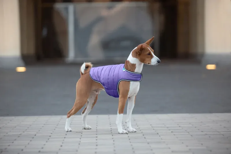 Курточка-накидка для собак, S, фіолетовий AiryVest Dog Cape Jacket