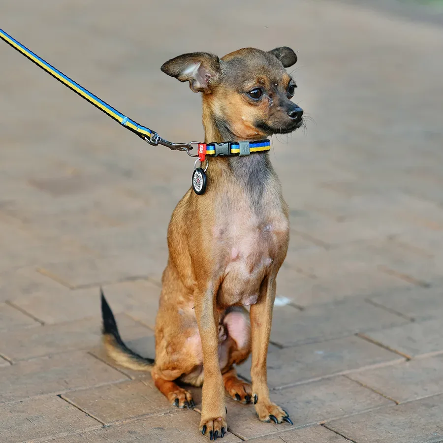Нашийник для собак нейлоновий «Colors of freedom», XS WAUDOG Nylon Collar Colors of Freedom