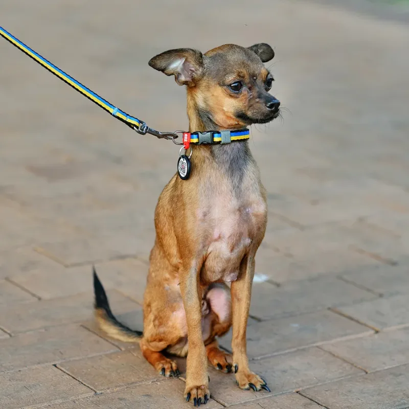 Нашийник для собак нейлоновий «Colors of freedom», XS WAUDOG Nylon Collar Colors of Freedom