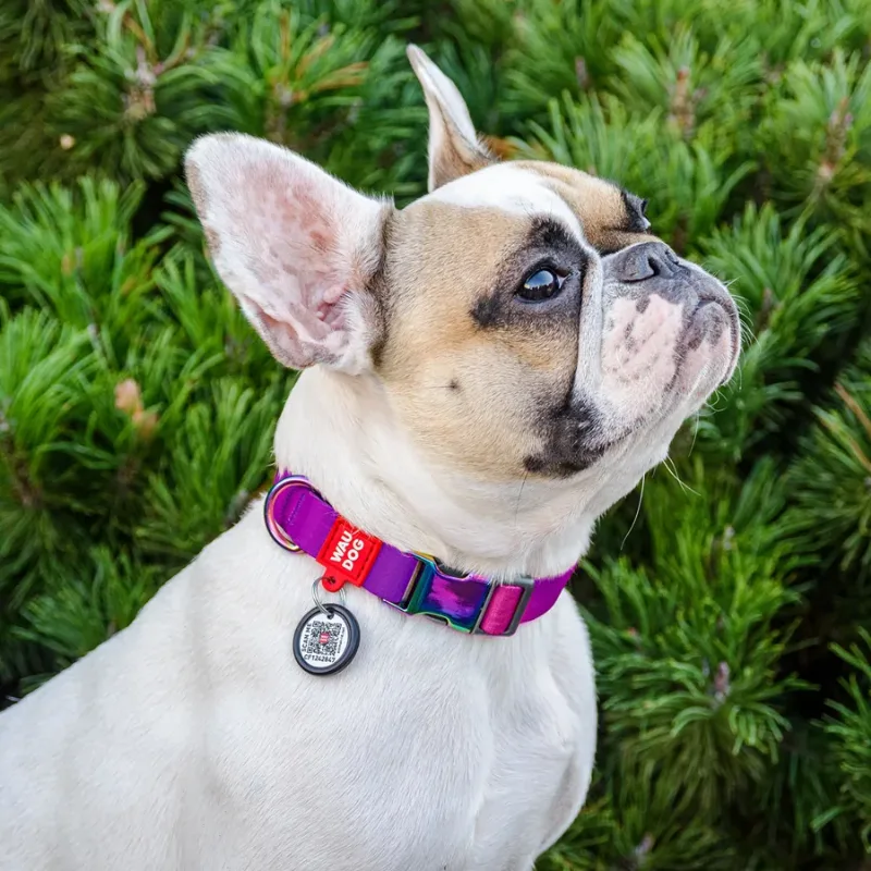 Нашийник для собак з нейлону, градієнт, M, фіолетовий WAUDOG Nylon Recycled Collar