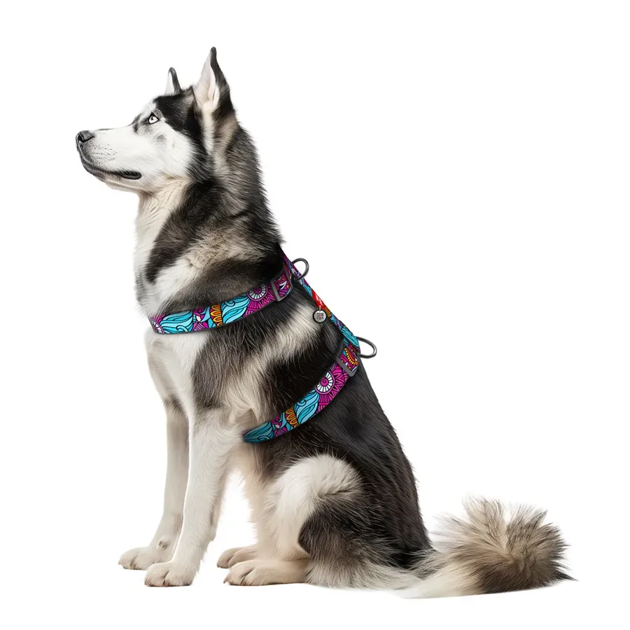 Шлея для собак анатомічна H-подібна «Літо», XL WAUDOG Nylon Anatomic Harness Summer
