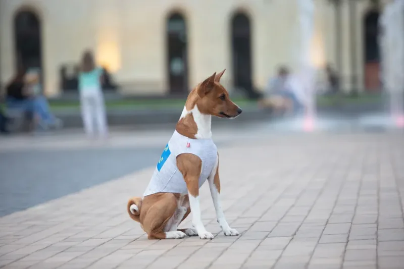 Майка для собак «Сміливість», S30 WAUDOG Clothes Dog T-Shirt Courage