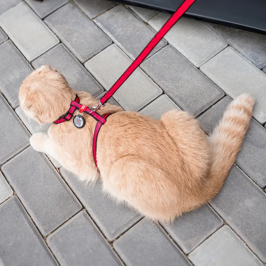 Шлея с поводком «Арбуз», XS WAUCAT Nylon Harness with Leash Watermelon