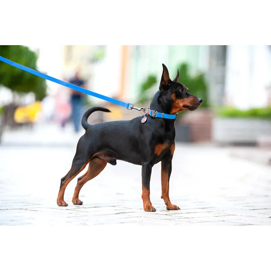 Ошейник для собак водостойкий, металлическая пряжка, L, голубой WAUDOG Waterproof Collar