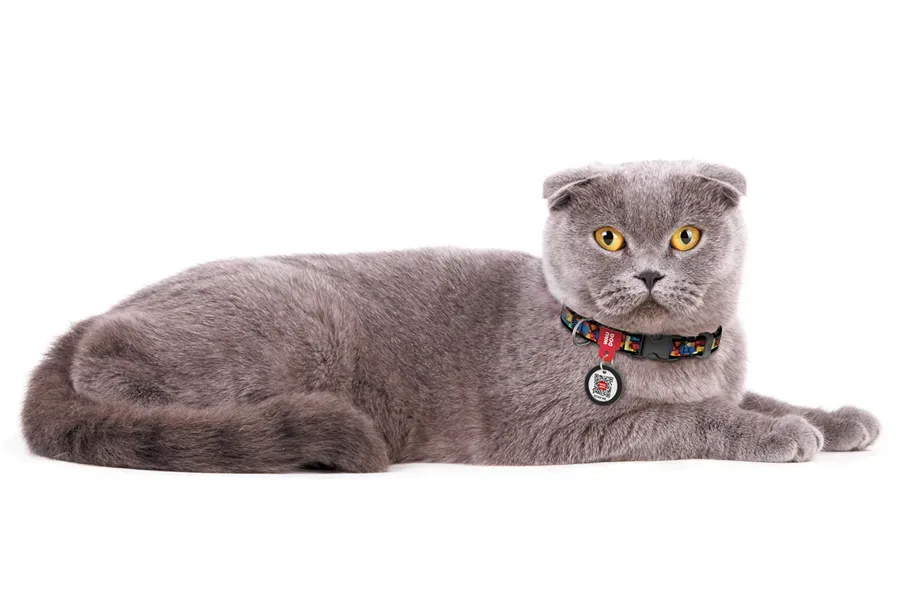 Нашийник для котів та дрібних порід собак нейлоновий «Блоки», XS WAUDOG Nylon Collar Blocks