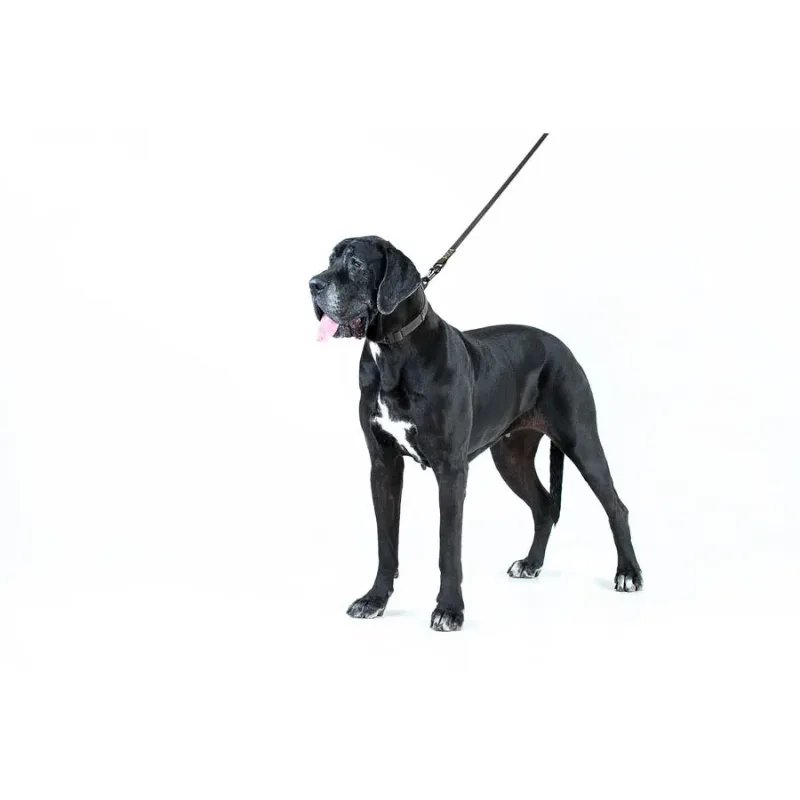 Поводок "Эволютор", XL, черный EVOLUTOR Leash