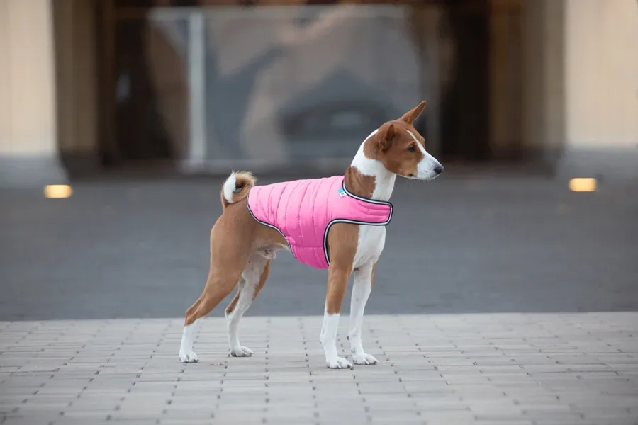 Курточка-накидка для собак, M, рожевий AiryVest Dog Cape Jacket