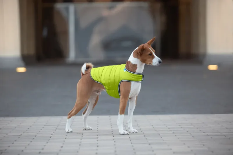 Куртка-накидка для собак, XL, салатовий AiryVest Dog Cape Jacket
