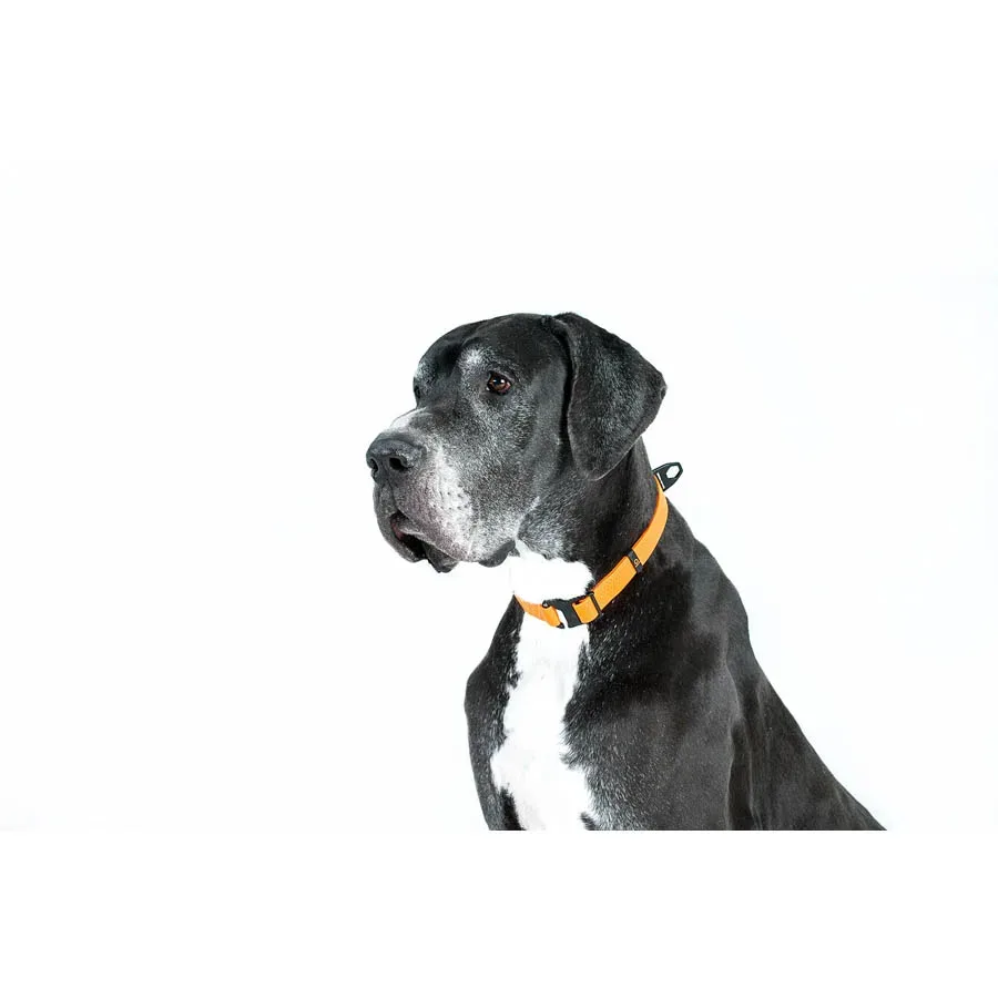 Нашийник, регульований, універсальний, S-XL, помаранчевий EVOLUTOR Collar