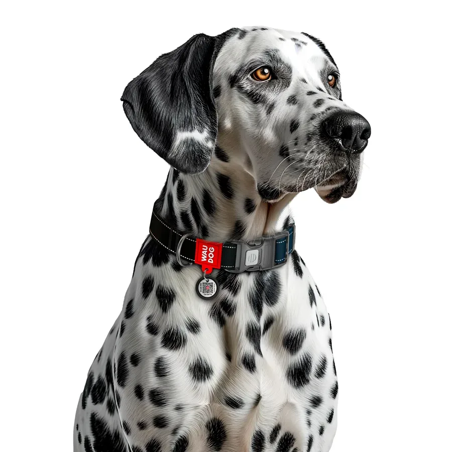 Нашийник для собак нейлоновий, світловідбивний, S, чорний WAUDOG Nylon Mono Collar