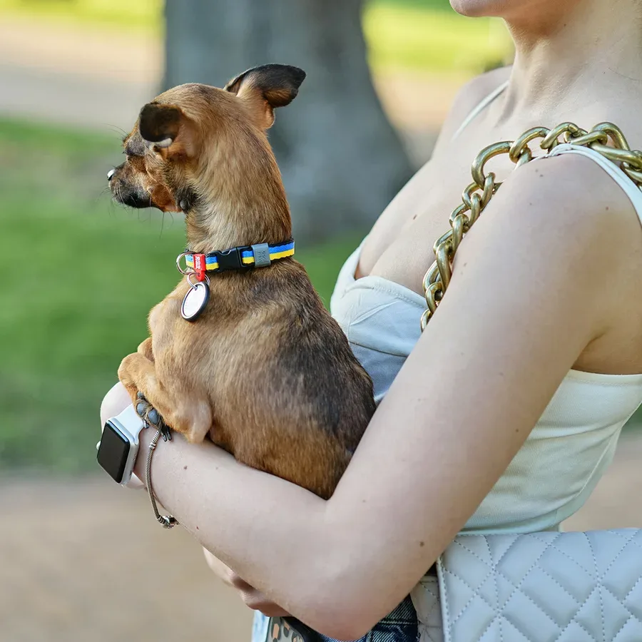 Нашийник для собак нейлоновий «Colors of freedom», XS WAUDOG Nylon Collar Colors of Freedom