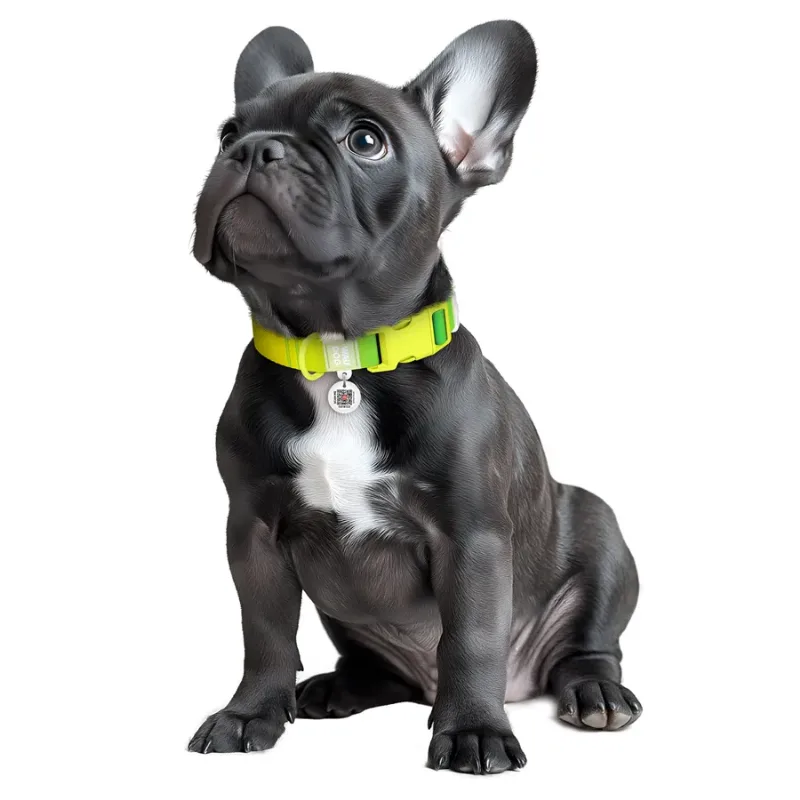 Нашийник для собак з нейлону, градієнт, S, салатовий WAUDOG Nylon Recycled Collar