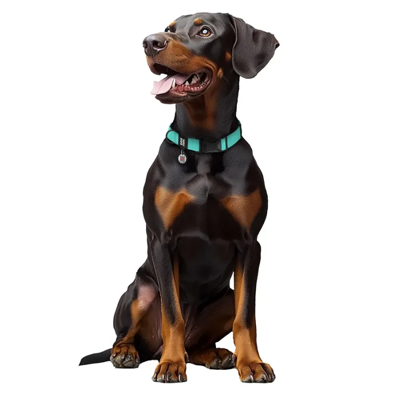 Нашийник для собак водостійкий, XL, тіффані WAUDOG Magnet Collar