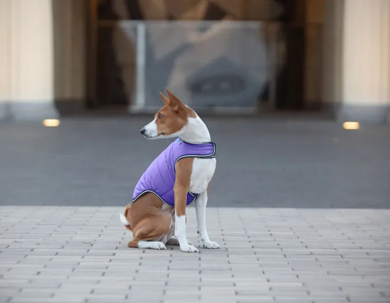 Куртка-накидка для собак, L, фіолетовий AiryVest Dog Cape Jacket