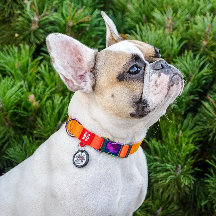 Нашийник для собак з нейлону, градієнт, M, помаранчевий WAUDOG Nylon Recycled Collar